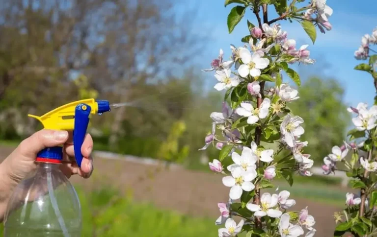 Liquid vs Granular Fertilizer for Fruit Trees