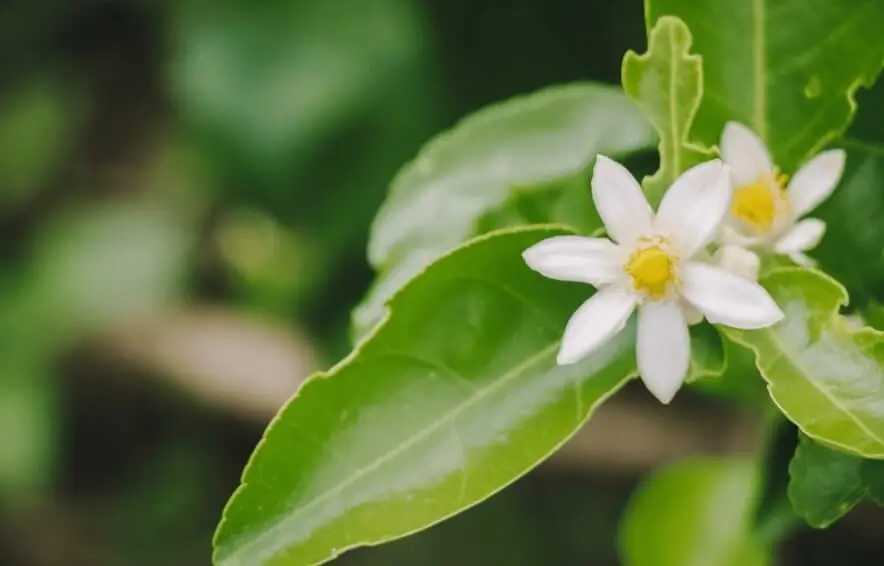 Orange Tree Flower Drop Causes