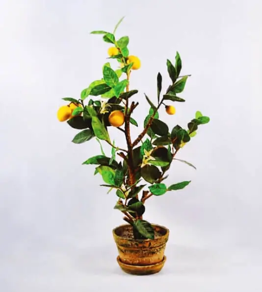 Orange Tree Flower Drop Causes