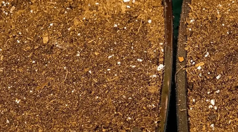 Potting Mix vs Garden Soil for Fruit Trees