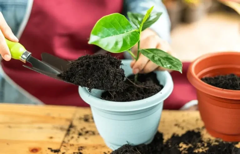 Potting Mix vs Garden Soil for Fruit Trees