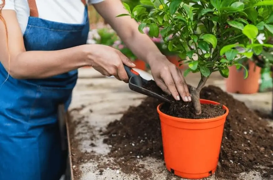 Seasonal Care for Container Fruit Trees
