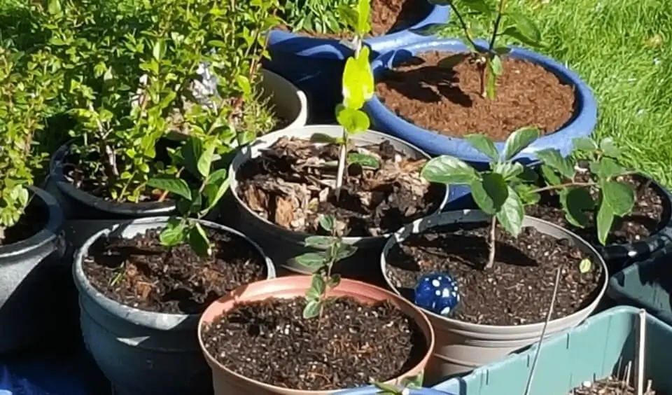 Seasonal Care for Container Fruit Trees