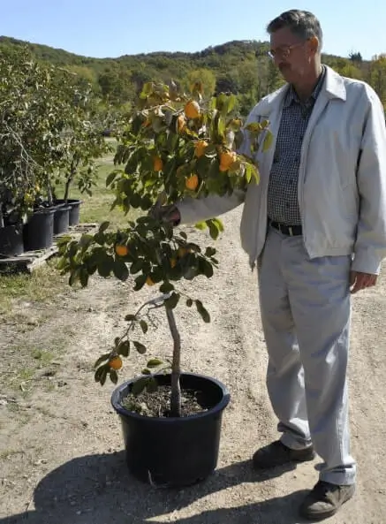 Seasonal Care for Container Fruit Trees