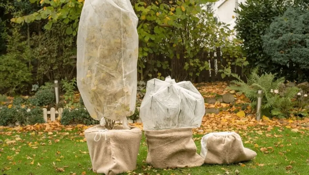 Seasonal Care for Container Fruit Trees