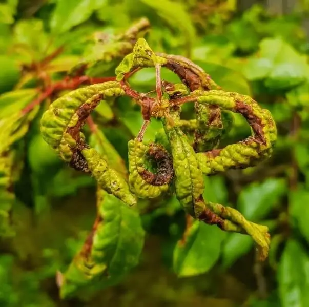 Signs of Underwatering Fruit Trees