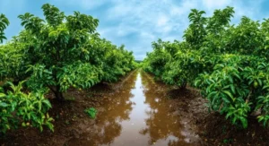 Signs of Underwatering Fruit Trees