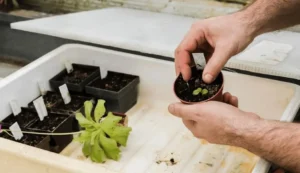 Slow Growth of Fruit Trees in Containers