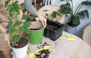 step-by-step fruit growing in containers