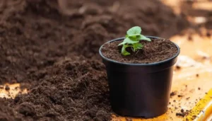 best soil for fruit in pots