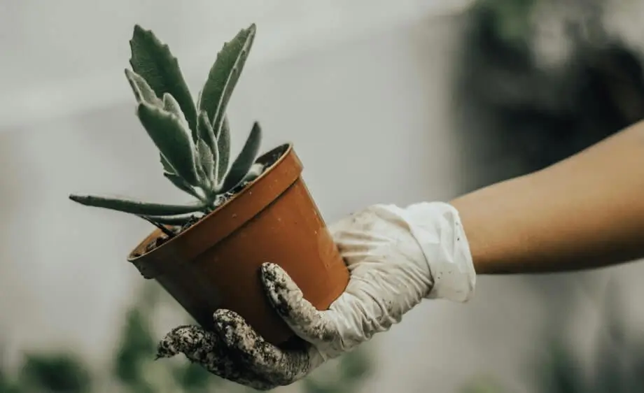growing fruit in containers