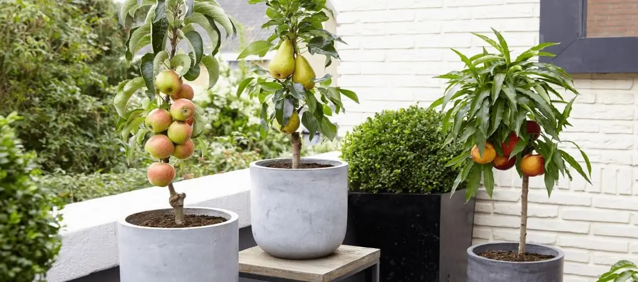 Watering Fruit Trees in Summer
