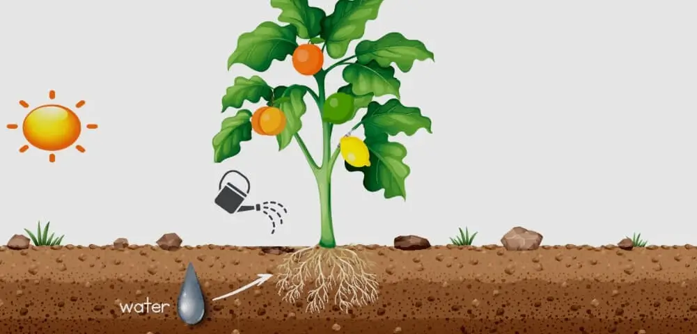Watering Fruit Trees in Summer