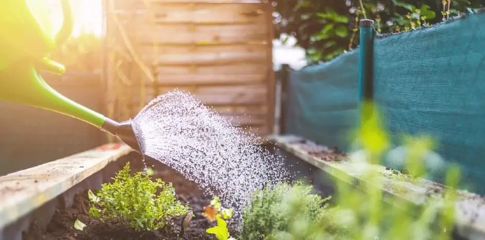 Watering Fruit Trees in Summer