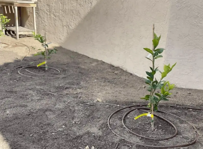 Watering Fruit Trees in Summer