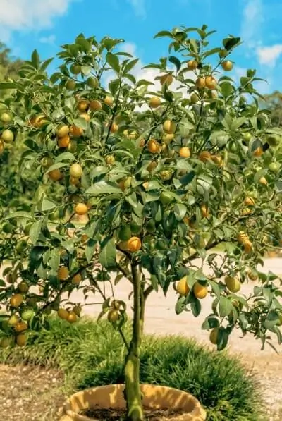 Watering Fruit Trees in Summer