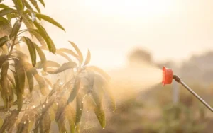 Watering Fruit Trees in Summer