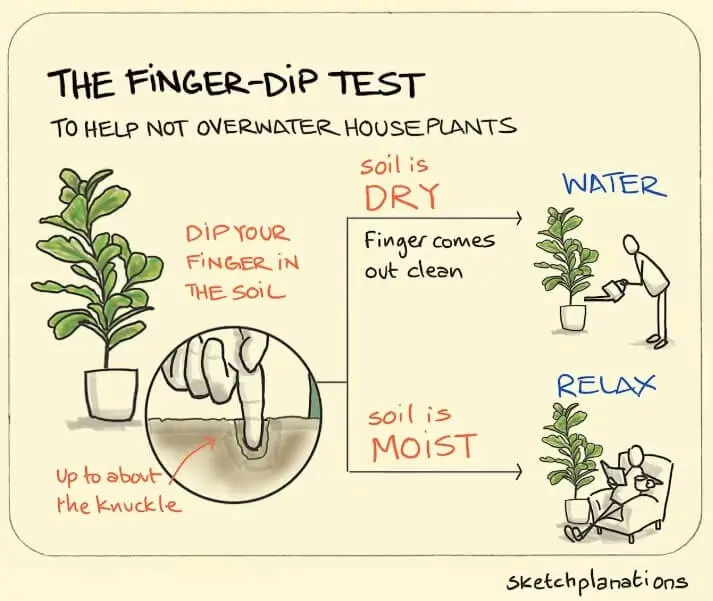 Watering Fruit Trees in Winter