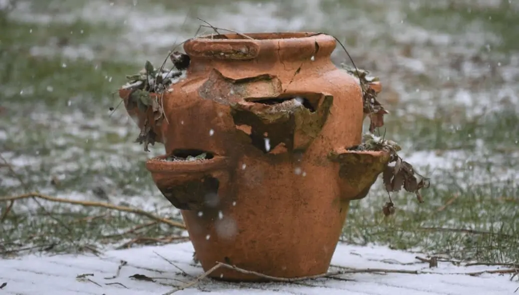 Watering Fruit Trees in Winter