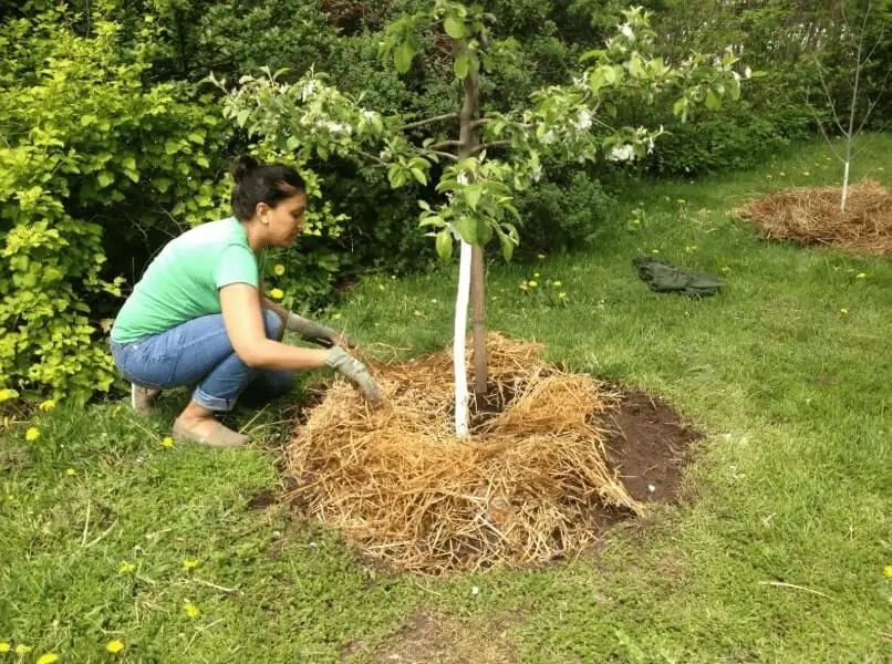 Watering Fruit Trees in Winter