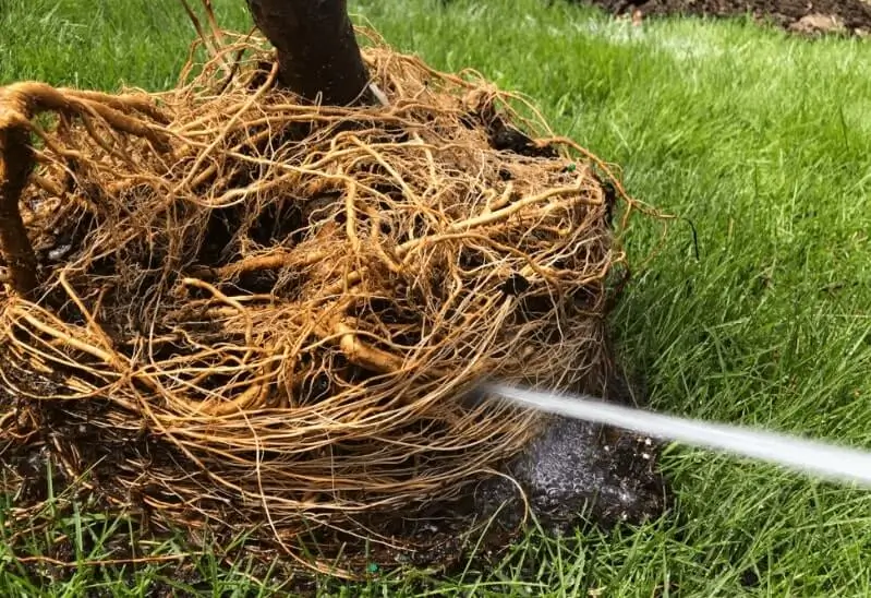 Why Fruit Trees Don’t Produce Fruit in Pots