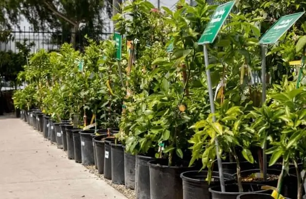 Why Fruit Trees Don’t Produce Fruit in Pots