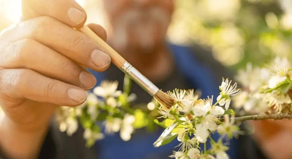Why Fruit Trees Don’t Produce Fruit in Pots