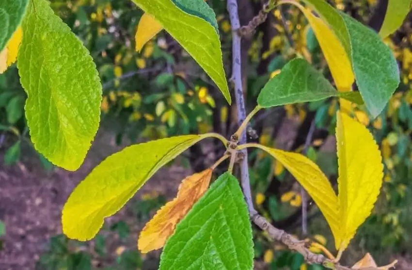 Yellow Leaves on Fruit Trees in Containers