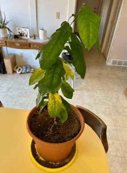 Yellow Leaves on Fruit Trees in Containers