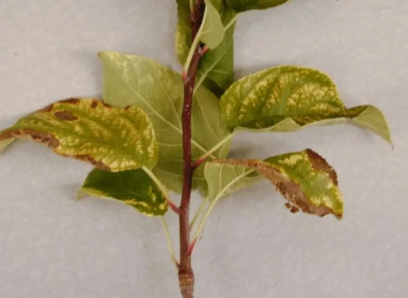Yellow Leaves on Fruit Trees in Containers