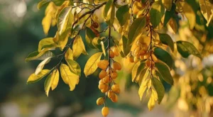 Yellow Leaves on Fruit Trees in Containers