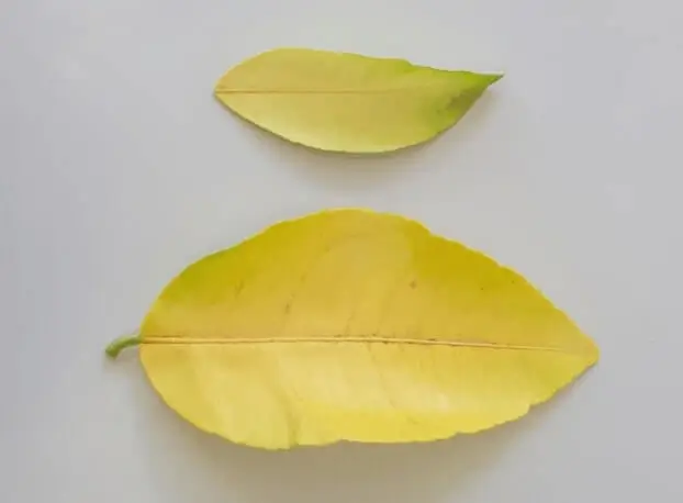 Yellow Leaves on Lemon Trees in Containers