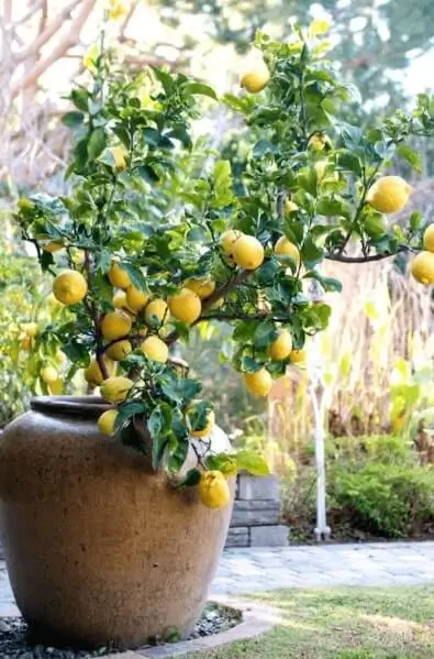 best citrus trees for containers