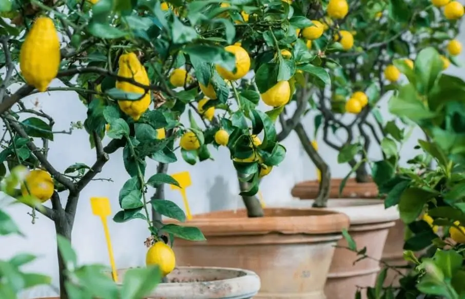 best citrus trees for containers