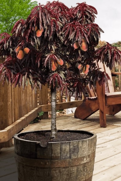 best fruits for small spaces