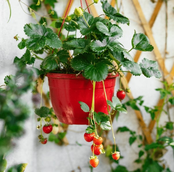best fruits for small spaces