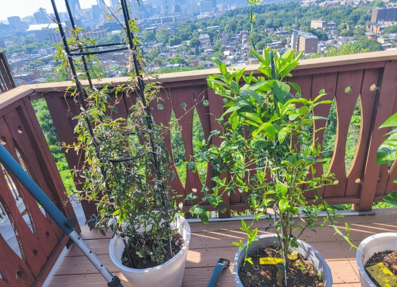 best fruits for small spaces