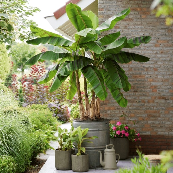 best fruits for small spaces