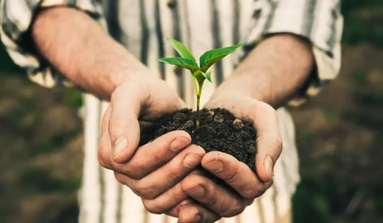 best soil for fruit in pots