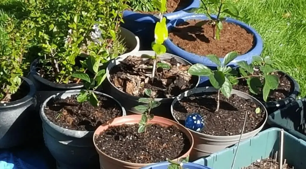 best way to water potted fruit trees