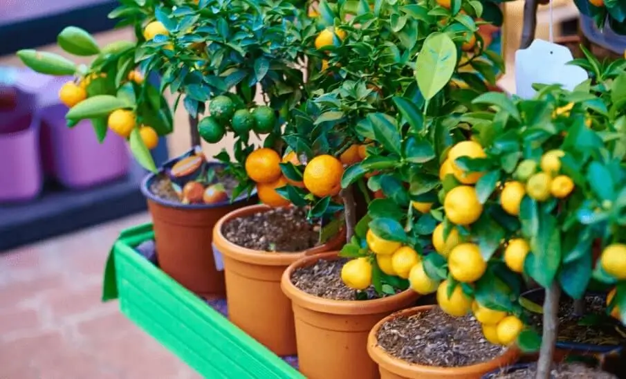 caring for citrus trees in containers