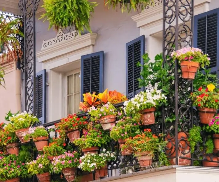 caring for citrus trees in containers