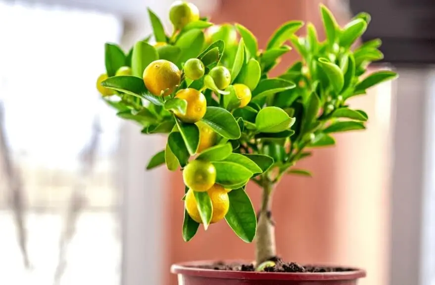caring for citrus trees in containers