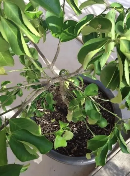 citrus container growing problems