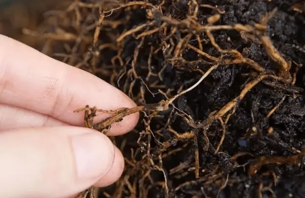 citrus container growing problems