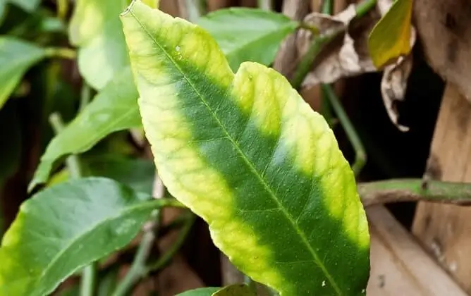citrus container growing problems