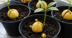 citrus container growing problems