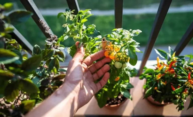 container fruit gardening for balconies