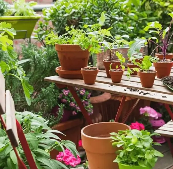 dwarf fruit trees for small spaces