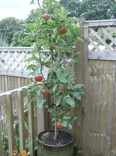 dwarf fruit trees for small spaces